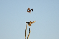 66716 Buteo buteo (Poiana) e Circus aeruginosus (Falco di palude)